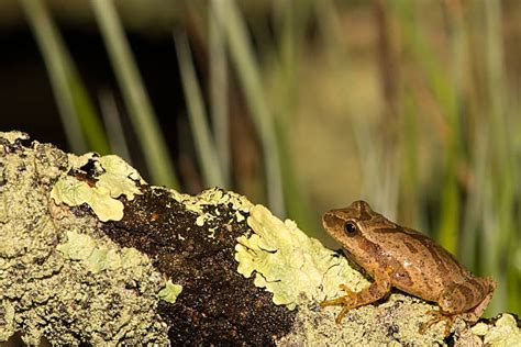 Image result for Spring Peeper Frog Habitat