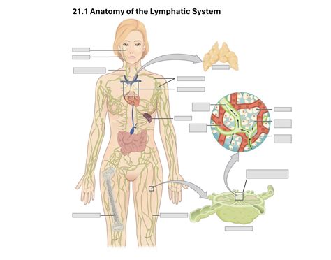 Image result for Lymphatic System Worksheet