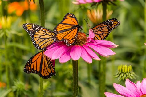 Stunning, Monarch Butterflies Are Now a 'Threatened Species,' as ...