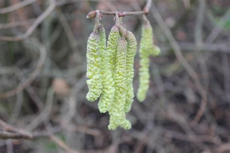 Wild Pavements - an hour-long nature-writing workshop (part 5 of 5 ...