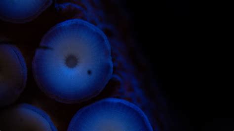 Download wallpaper 1366x768 tentacles, octopus, macro, dark tablet ...