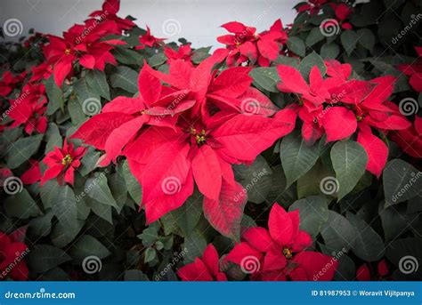 Red Poinsettias Christmas Flower Stock Image - Image of nature, star ...