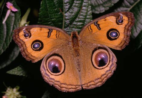 Patterns of Motion in Nature 的图像结果