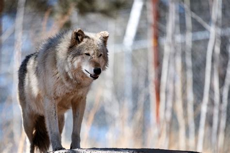Colorado's New Wolves Could Kill Animals in Other States - Newsweek