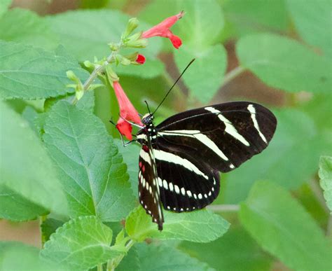 The Southern Wild - How to Attract Zebra Longwing Butterflies