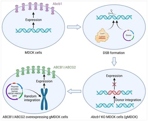 Application of CRISPR-Cas9 System to Study Biological Barriers to Drug ...