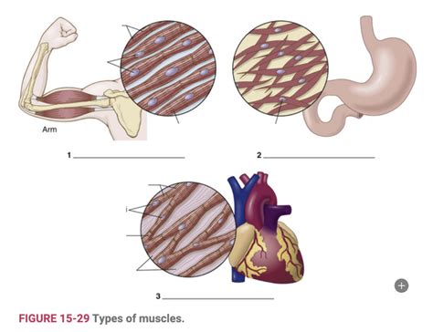 Types of Muscles Diagram | Quizlet