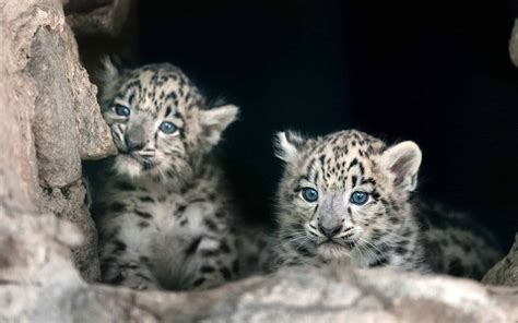 Cute Snow Leopards Cubs