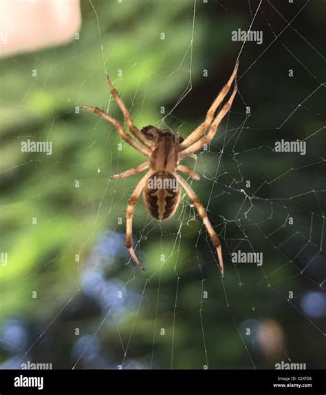 Spider insects hi-res stock photography and images - Alamy