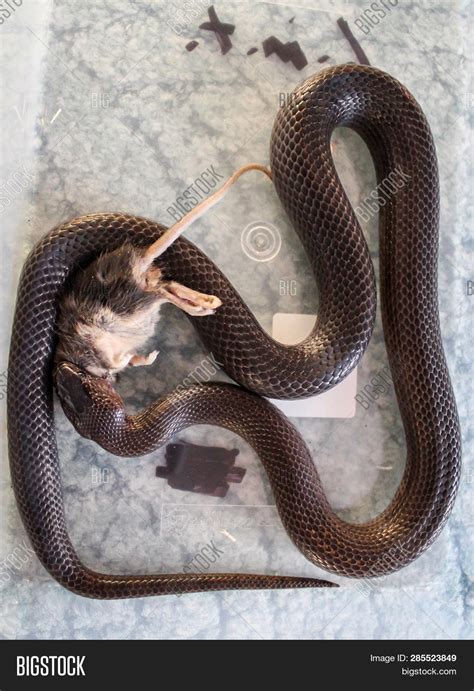 Green Snake Eating Mouse
