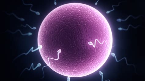 Turns Out, Women’s Eggs Don’t Age Like the Rest of the Body, Here's ...