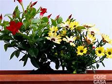 fiori da davanzale sul davanzale una cassetta fiorita tutta l estate cose fiori da davanzale sul davanzale una cassetta fiorita tutta l estate cose