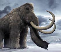 mammoths 的图像结果