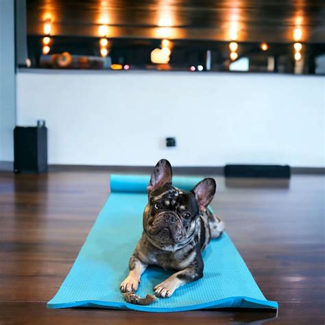 French Bulldog Yoga | Master The Art Of Frenchie Yoga | Le Pepite Frenchies