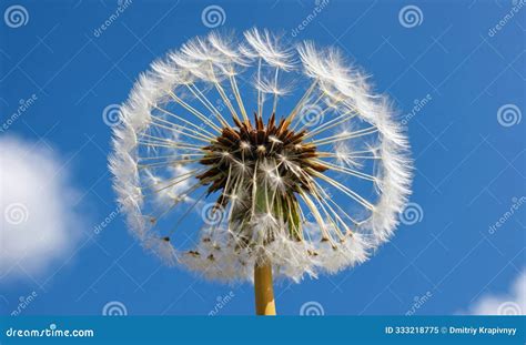 Image result for Small Spring Compressor Tool