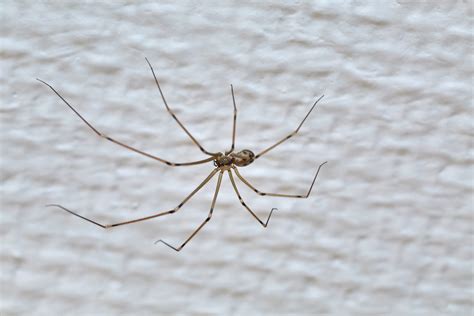 Poisonous Spiders in Oklahoma—Learn Facts & Prevention Tips