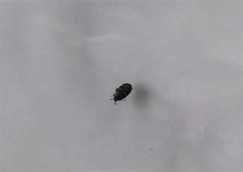 Black Bed Bugs How Do I Get Rid Of Bed Bugs? | The Bug Man | Central