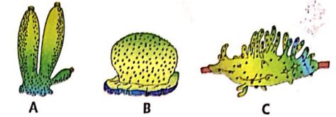 Identify the given figures A, B and C and select the correct option. A ...
