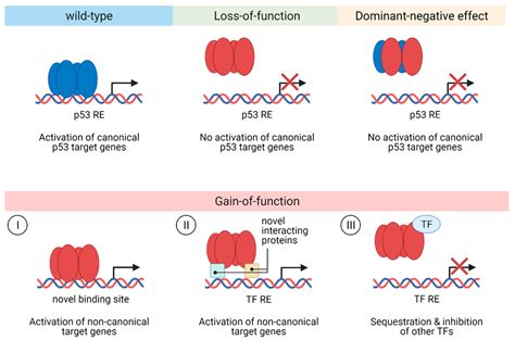 Step by Step Describe the Consequences of P53 Gene Mutation