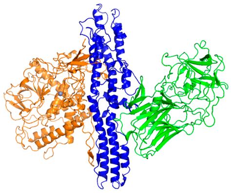Rapid SERS Detection of Botulinum Neurotoxin Type A