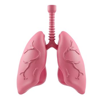 Image result for Endocrine System Transparent Background