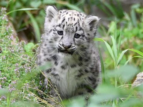 Cute Snow Leopard Cubs