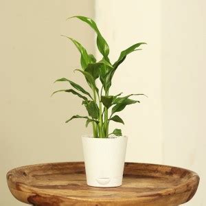 Floweraura Peace Lily Plant Price in India - Buy Floweraura Peace Lily ...