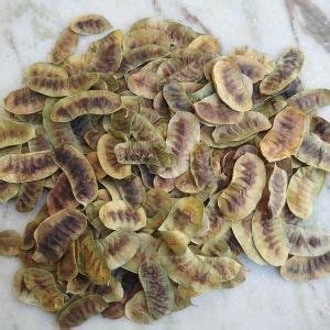 Single Clean Senna Pods Manufacturer Exporter Supplier from Jodhpur India