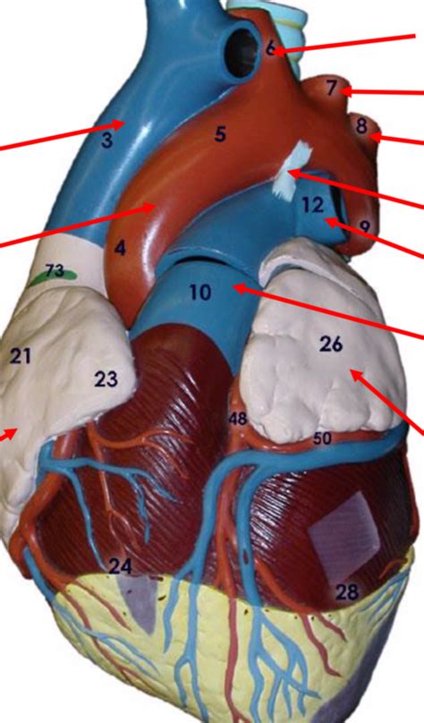 Cardiology 的图像结果