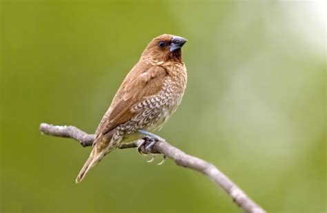 Scaly-breasted Munia by Brian Meredith - BirdGuides