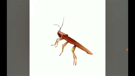 Cockroach Dance Song 的图像结果