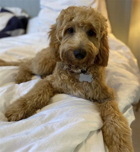 Image result for Cockapoo Summer Cut