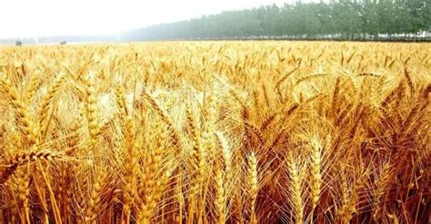 今年国际小麦价格已上涨约六成？小麦涨价我们该咋办？_市场_出口_影响