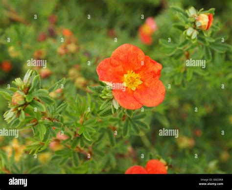 Flowers and colours Stock Photo - Alamy