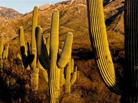 Adaptations in Plants - 2 Class 6 Worksheet Science