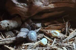 Image result for Royal Python Poo