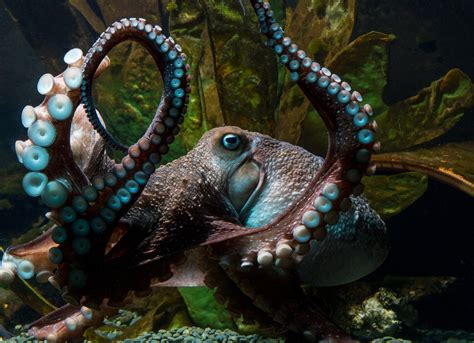 Image result for Octopus Escapes