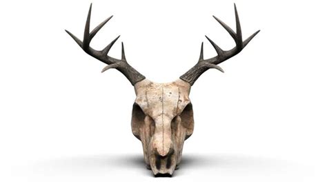 Image result for Exploding Deer Skull