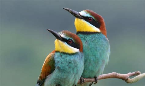 European Bee-Eater - A-Z Animals