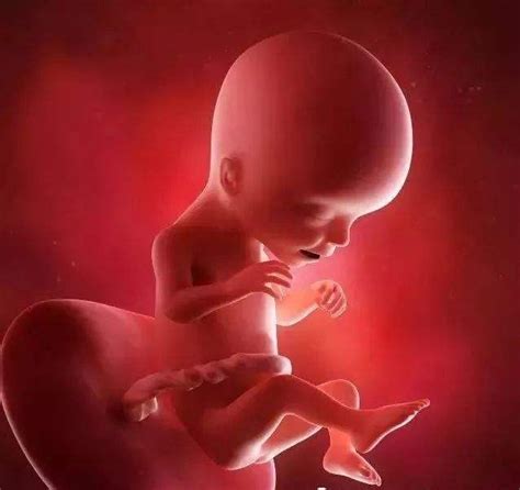 怀孕17周胎儿真实图-图库-五毛网