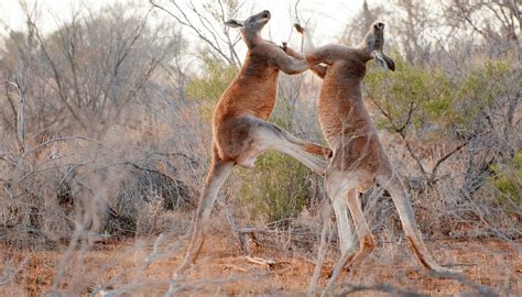 Explainer: Why kangaroos attack - Australian Geographic