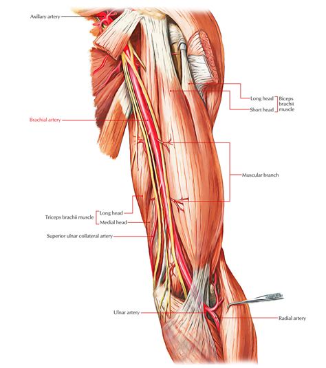 Arteries of the Upper Limb – Earth's Lab