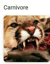 Define carnivorous animals. - Brainly.in