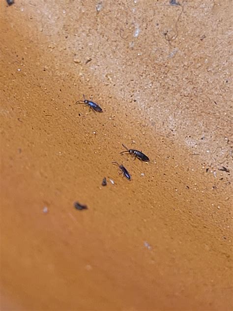 Image result for Springtail Jump