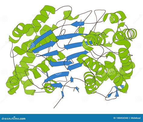 Gamma-glutamyltranspeptidase 1 (GGT 1, Gamma-GT, Gamma-glutamyl ...