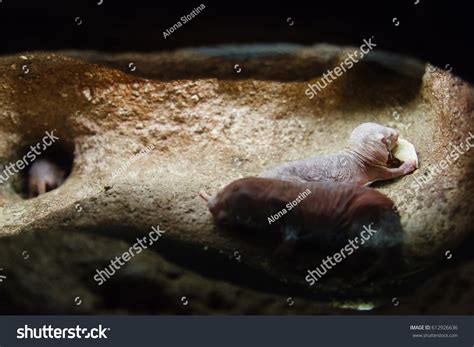 1,431 Rat Nests Images, Stock Photos & Vectors | Shutterstock