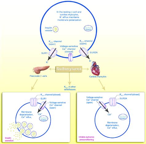Image result for sulfonylurea