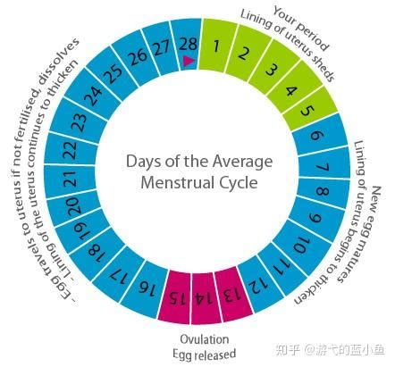 女性月经过后几天容易怀孕？ - 知乎