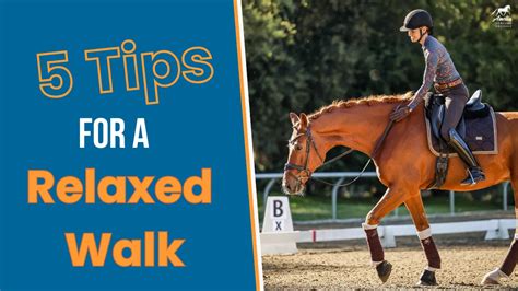 Image result for USDF 1st Level Test 3