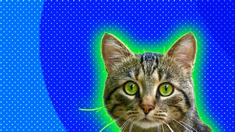 Cat personality quiz: What cat am I? | Mused